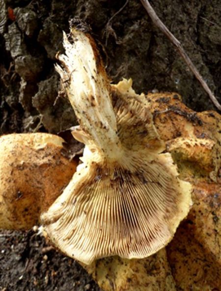The brownish gills stained as such by spore release on poplar in Basildon, Essex 